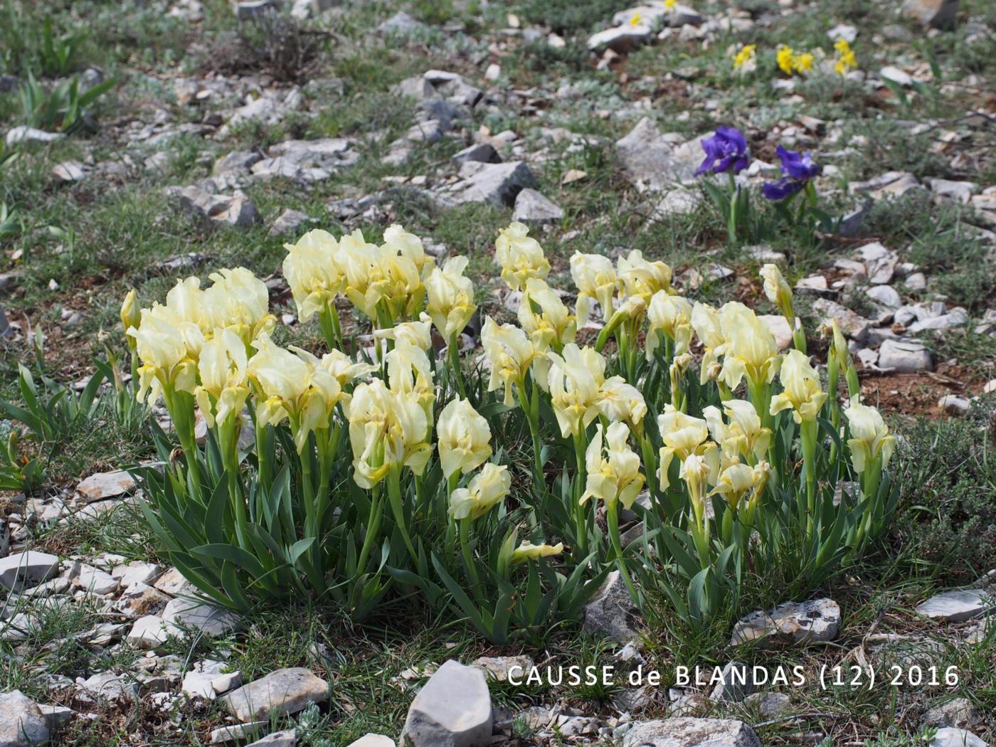 Iris, Yellow plant